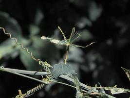 Green leaves eaten by insects photo