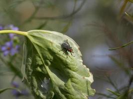 volar con ojos rojos sobre una sola hoja verde foto