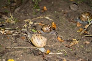 caracoles en el suelo después de la lluvia foto