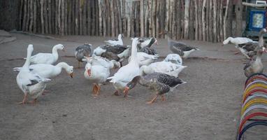 grupo de patos y gansos foto