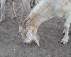 Goat eating in the sand photo