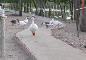 Duck walking tranquil away from flock, inside the path photo