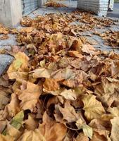 Fallen autumn leaves photo