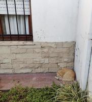 gato gruñón en la fachada de una casa foto