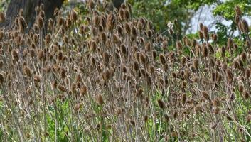Large group of teasels photo