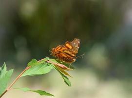 Little orange butterfly standing over a leaf, selective focus photo