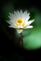 lighting soft  and white  lotus flower blooming  beauty nature photo