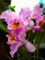 pink cattaliya orchid blooming  in farm photo