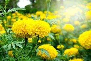 yellow marigold  flower blooming and light soft  in farm photo