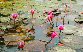 pink lotus blooming  in water garden park Thailand