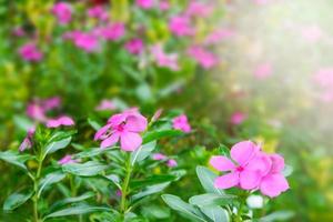 pink flowers blooming and light soft blur  in farm photo