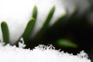 snow crystals on a shrub in winter photo