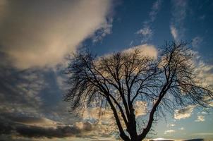 árbol y nubes al atardecer foto