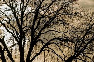 vista de detalle del árbol foto