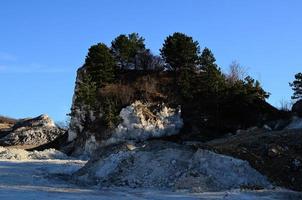 trees along the white chalk cliffs photo