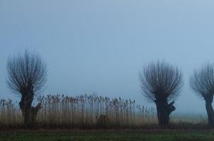 willow trees and reed photo