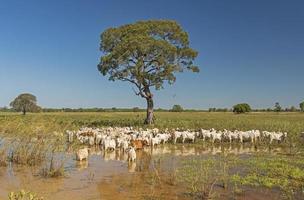 ganado pastando en los humedales del pantanal foto