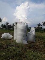 pile of rice in the sack photo