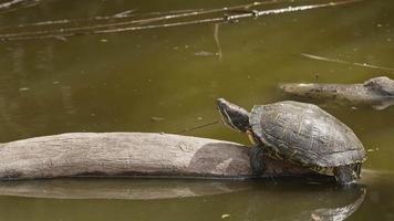 Tierschildkröten in einem grünen See video