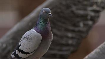 pigeons d'oiseaux animaux dans la nature