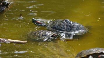 Animal Turtles in a Green Lake video