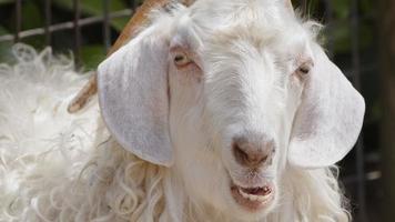 mammifère animal mouton dans la grange video