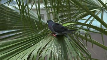 Animal Bird Pigeons in Nature video