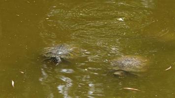 Animal Turtles in a Green Lake