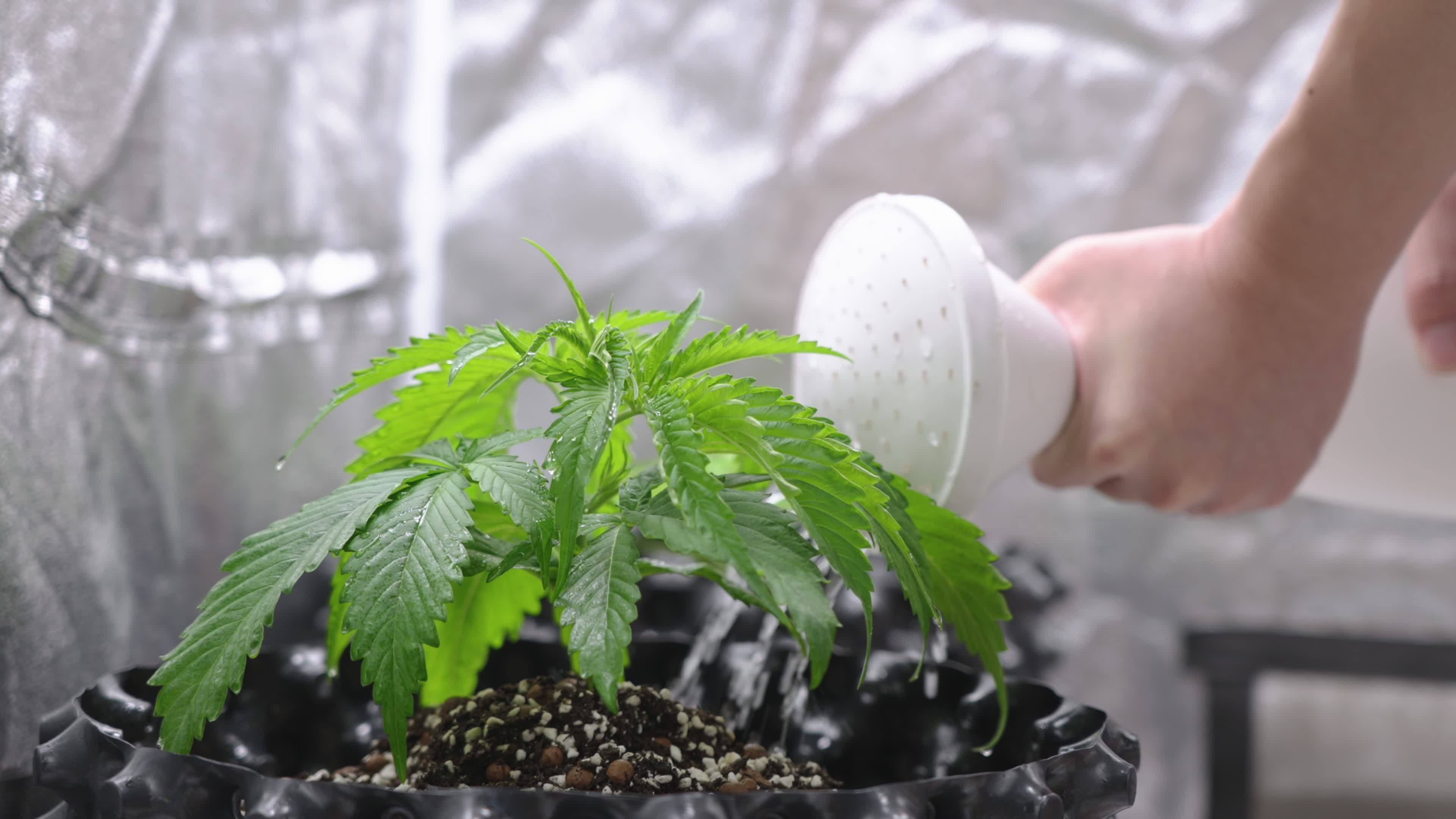 Close up hand watering young cannabis plant, pouring water feeding
