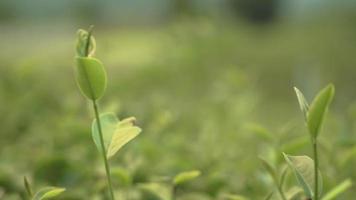 viento que sopla hojas de té verde en la plantación de día soleado fondo borroso, hojas jóvenes superiores frescas, hermoso fondo de hoja de té verde fresca, escena ambiental de la naturaleza, cultivo asiático caliente al aire libre video