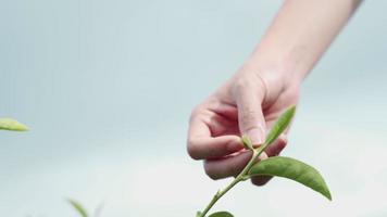 conservation des ressources naturelles, gros plan peau claire main féminine touchant le thé vert jeune feuille supérieure le jour ensoleillé, scène d'été chaude en plein air, écologie protégeant la planète terre, cultures en croissance video
