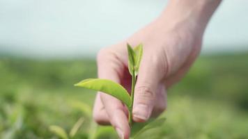 Nahaufnahme hellhäutige weibliche Hand, die frische Blätter des grünen Tees am sonnigen Tag berührt, heiße Sommerszene im Freien, Ökologie, die den Planeten Erde und Umweltschutz schützt, neues Lebenskonzept,