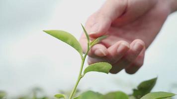 Close up female hand gently touching young green tea leaf clear sky background , human nature concept, protect planet sustainability, agriculture environmental, new start beginning of new life video