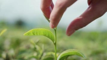Close up female hand pick on young top green tea leaf plantation background, human nature concept, harvesting selfishness taking away, collecting money asset habit, natural organic resources video
