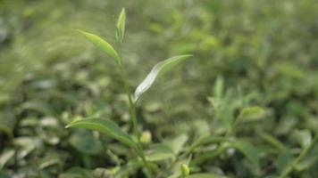 le thé vert laisse des buissons sur une plantation tropicale, le vert frais pousse les jeunes feuilles sur fond. beau fond de feuilles vertes fraîches, conservation des ressources naturelles, durabilité écologique de la planète sûre video