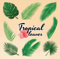 Set of tropical summer green leaves, vector icons