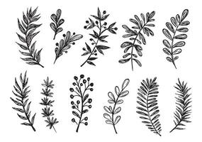 Branches collection hand drawn, vector. vector