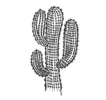 Cactus hand drawn illustration, vector. vector
