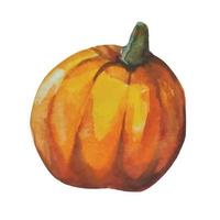 pumpkin with green tail autumn watercolor illustration, autumn harvest vector