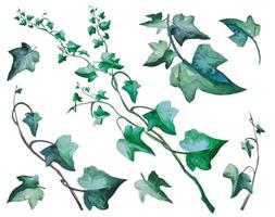 set ivy plant with climbing branches, vine botanical illustration vector