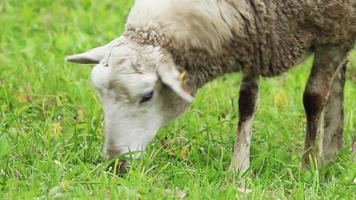 Domestic brown sheep eat grass in pasture. Breeding animals on farm. Flock of sheep is nibbling green grass in field. Rural life in countryside. video