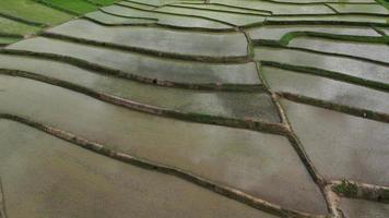 Herauszoomen, Luftdrohnenansicht der Landwirtschaft in Reis auf einem wunderschönen, mit Wasser gefüllten Feld. Tagesflug über die grünen Reisfelder. kleine Hütten in den Reisfeldern.