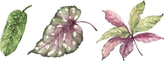 Tropical leaves botanical set, watercolor illustration. vector