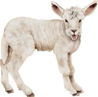 young lamb, watercolor illustration isolated on white background. vector