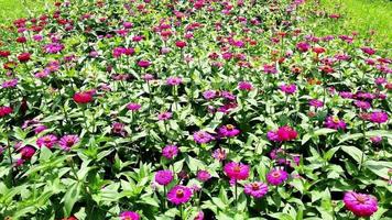 Drone video of flower field in a beautiful evening sunset. aerial view of flowers in summer evening day. camera movement