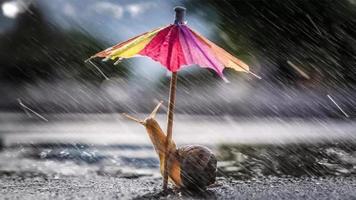 3d animation of a Slug with a colorful umbrella in a rainy day video