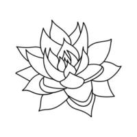 Succulent echeveria agavoides in doodle style. Vector illustration plant hand drawn. Black outline isolated element on a white background. Sketch desert flower for print and design.