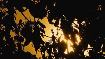 folhas de árvores ao vento à luz do sol da noite