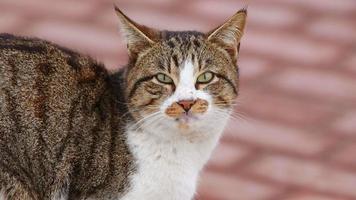 doce mamífero animal gato de estimação video