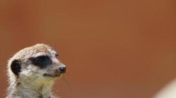 dierlijke meerkat in de natuur video